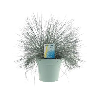 Ziergras, Blaues Zwenkgras, Festuca glauca Intense Blue® - Ø17cm - ↕35cm
