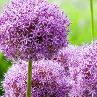 5 Stück Allium-Zwiebeln, Zierlauch - Globemaster - purpurblau blühend - Blumenzwiebeln