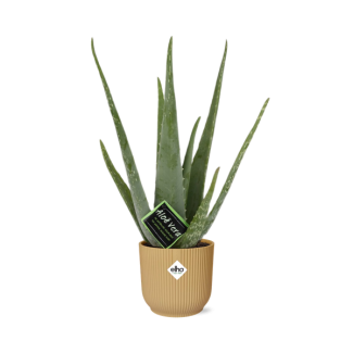 Aloe Vera, in Elho Vebes Fold Ø14cm Farbe Gelb, ↕40cm, Grüne Pflanze, medizinische Eigenschaften