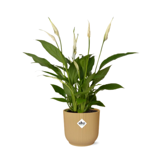 Der Löffelblatt oder Die Friedenslilie, Bekannt für seine Weißen Blüten, Spathiphyllum Torelli - Ø17cm - ↕65cm in einem Gelben ELHO Vibes Fold