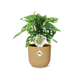 Zimmerpflanze in Elho Vibes Fold Farbe Gelb, Grüne Zimmerpflanze, Tropisch, Monstera Deliciosa - Ø14cm - ↕30cm