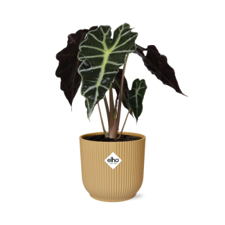 Elefantenohren in Topf ELHO Vibes Fold Farbe Gelb, Grüne Pflanze, Tropisch, Charakteristisches Blatt, Alocasia Polly - Ø14cm - ↕40cm