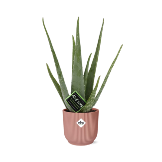 Aloe Vera, in Elho Vibes Fold Ø12cm Farbe Rosa, ↕40cm, Grüne Pflanze,  Medizinische Eigenschaften Ø14cm - ↕12cm, Grüne Pflanze,  Medizinische Eigenschaften