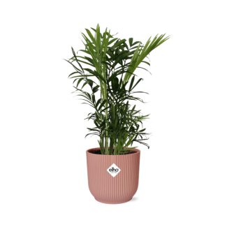 Mexikanische Zwergpalme in Zierpot, Zimmerpflanze, Palme, Chamaedorea elegans in ELHO Vibes Fold 14cm rosa, Ø14cm - ↕40cm