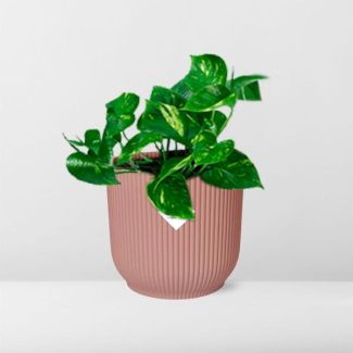 Efeutute 'Aureum' in ELHO Vibes Fold 14cm rosa