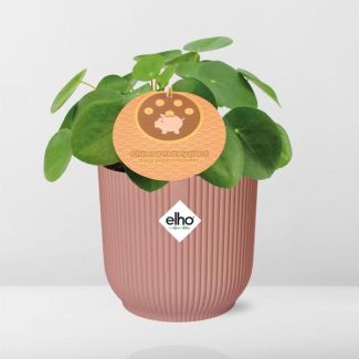 Muttertag - Pilea Peperomioides 12cm in ELHO Vibes Fold 14cm rosa