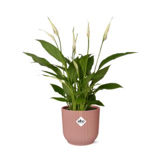 Der Löffelpflanze oder Die Friedenslilie, Bekannt für ihre Weißen Blumen, Spathiphyllum Torelli - Ø17cm - ↕35cm in einem Rosa ELHO Vibes Fold