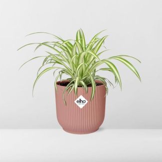 Variegierte Grünlilie in ELHO Vibes Faltpot 14cm rosa