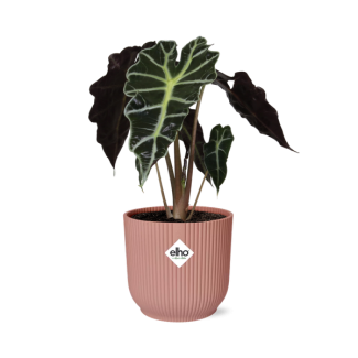 Elefantenohren in ELHO Vibes Faltfarbe Rosa, Grüne Pflanze, Tropisch, Charakteristisches Blatt, Alocasia Polly - Ø14cm - ↕40cm