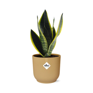 Schwiegermutterzunge, Sansevieria Futura Superbra, in Elho Bibes Fold Farbe Gelb, Tropisch, Ø14cm - ↕40cm