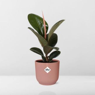 Gummibaum 'Robusta' in ELHO Vibes Fold 14cm rosa