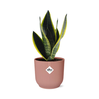 Schwiegermutterzunge, Schwertförmiges Dunkelgrünes Blatt mit Streifen, Sansevieria Futura Superba in ELHO Vibes Fold 14cm