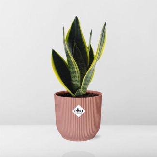 Schwiegermutterzunge, Schwertförmiges Dunkelgrünes Blatt mit Streifen, Sansevieria Futura Superba in ELHO Vibes Fold 14cm