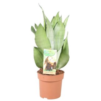 Schwiegermutterzunge, Silbernes Blatt, Sansevieria Moonshine - Ø14cm - ↕40cm