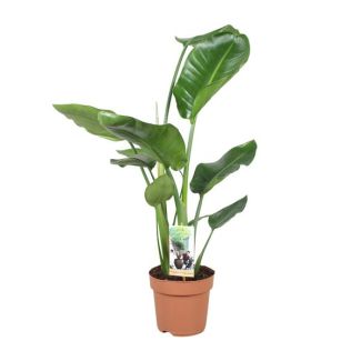 Weiße Paradiesvogelblume, Tropische Grünpflanze, Strelitzia Nicolai, Ø17cm - ↕60cm