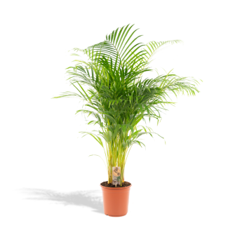Goldpalme, Zimmerpflanze, Areca-Palme - Ø24cm - ↕130cm