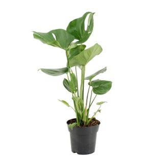 Fensterblatt - Ø17cm - ↕60cm