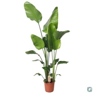 Weiße Paradiesvogelblume, Tropische Grünpflanze, Strelitzia Nicolai, Ø21cm - ↕130cm