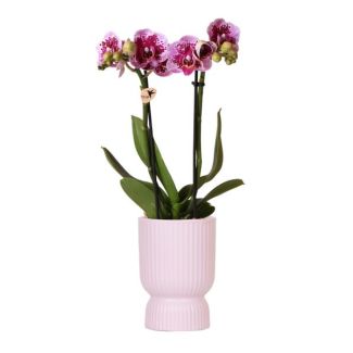 Schmetterlingsorchidee El Salvador, Farbe Rosa/Violett, Topf Diabolo Rosa, Blühende Zimmerpflanze, Phalaenopsis-Orchideen, Topfgröße 09 cm