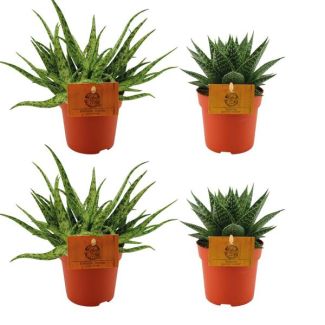 2x Aloe Spider + 2x Gasteria Hybride Aurora - 4 Pflanzen