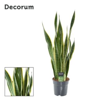 Schwiegermutterzunge, Goldrandpflanze, Schwertförmiges Dunkelgrünes Blatt mit Gelbem Rand, Sansevieria Laurentii - Ø17cm - ↕70cm