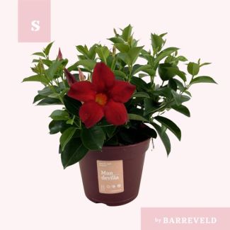 2 Stück Trompetblütige Pflanze, Strauch, Farbe Rot, Einjährige Pflanzen, Balkonpflanze, Terrassenpflanze, Mandevilla 'Zomerville' - Ø14cm - ↕30cm