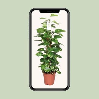 Epipremnum Pinnatum Moosstab 80cm Scindapsus - Ø19cm - ↕80cm