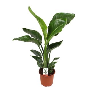Weiße Paradiesvogelblume, Tropische Grünpflanze, Strelitzia Nicolai, Ø17m - 70cm