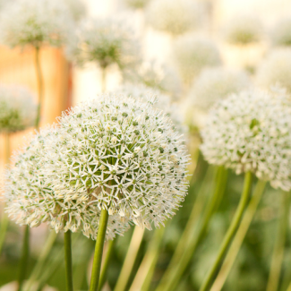 5 Stück - Allium-Zwiebeln (Zierlauch) - White Giant - majestätische weiße Blütenköpfe - Blumenzwiebeln