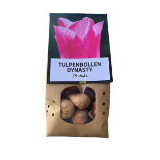 Dynasty - Tulpenzwiebeln 20 Stück, rosa Blüten mit einem subtilen weißen Rand, Blumenzwiebeln, schönes Geschenk
