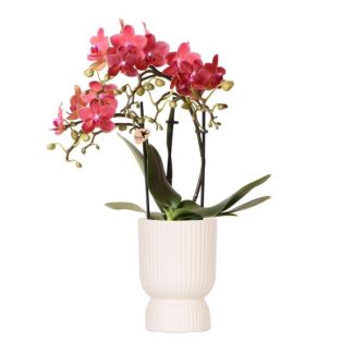Schmetterlingsorchidee Kongo, Farbe Rot, Topf Diabolo Travertin, Blühende Zimmerpflanze, Phalaenopsis-Orchideen, Topfgröße 09cm