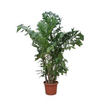 220 cm hohe Friedenspalme (Caryota mitis) mit mehreren Stämmen für drinnen, ø45