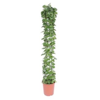 Arabischer Efeu auf Spalier, hellgrüne längliche Zimmerpflanze (Cissus), 160 cm hoch, ø27
