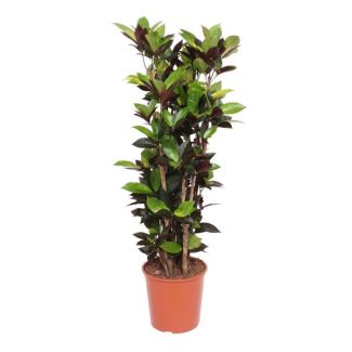 Luftreinigender Croton Iceton für das Zimmer (Codiaeum), 140 cm hoch, ø30