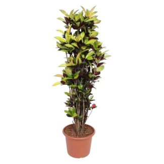 Bunte Pflanze Wunderstrauch 190 cm - Tropische Farbenpracht - Für Innenräume