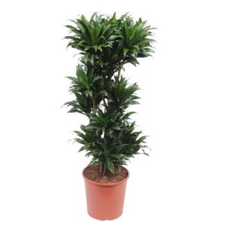 Kompakte Zimmerpflanze Zwergdrachenbaum, Dunkelgrüne Dracaena Compacta, 140 cm Höhe, ø30