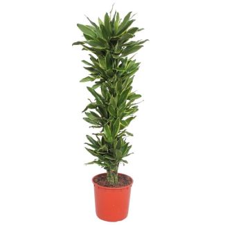 Grüne Zimmerpflanze Dracaena Golden Coast, 200 cm, ø34