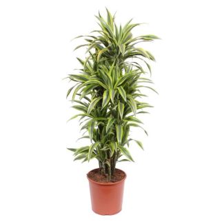 Dracaena Lemon Lime Zimmerpflanze mit grünen zitronengelben Blättern, 150 cm hoch, ø30