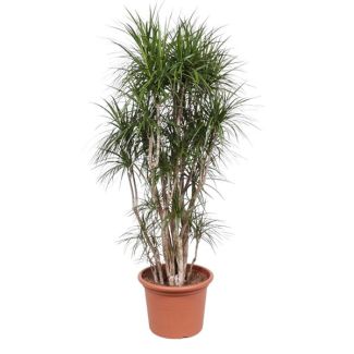 Pflegeleichte Dracaena Marginata verzweigt, verzweigte Zimmerpflanze, 210 cm hoch, ø50