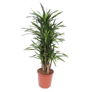 Kompakte Drachenbaum von 140 cm Höhe, Zimmerpflanze Dracaena Riki, ø30