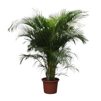 Areca-Palme (Dypsis lutescens) 2,3 Meter | ø40 cm | Halbschatten Zimmerpflanze
