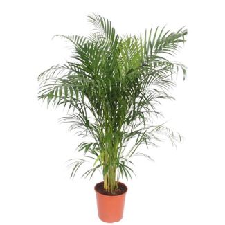 Schmetterlingspalme für das Zimmer mit einer Höhe von 160 cm, ø30, Dypsis lutescens