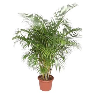 2 Meter lange Schmetterlingspalme, Dypsis lutescens für drinnen, ø40