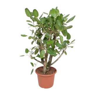 Banyan-Feigenbaum für den Innenbereich (Ficus Benghalensis verzweigt), 140 cm hoch, ø40