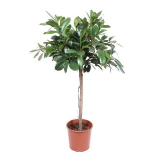 Zimmerpflanze Ficus Cyathistipula von 1,5 Meter Höhe mit dunkelgrünen Blättern, ø30
