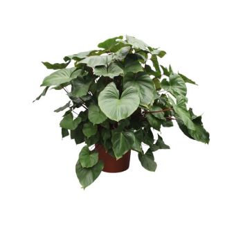 Grüne rote auffällige Zimmerpflanze (Homalomena Rubescens Maggy), 170 cm hoch, ø60