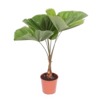 Gegolfte Waaierpalme (Licuala Grandis), besondere Palme für Innenräume, 145 cm hoch, ø30