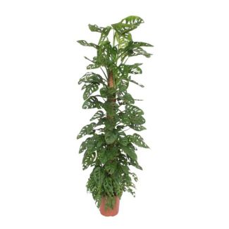 Gartenpflanze - Affenblatt - Monstera Monkey Leaf 180 cm auf Moosstab - ø27