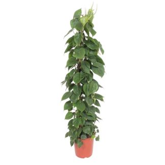 Pflegeleichte Kletterpflanze für Innenräume auf Gitterrost (Philodendron Scandens), 1,5 Meter hoch, Ø27