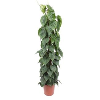 Langgestreckte Zimmerpflanze Philodendron Scandens auf Moosstab, 150 cm, ø27